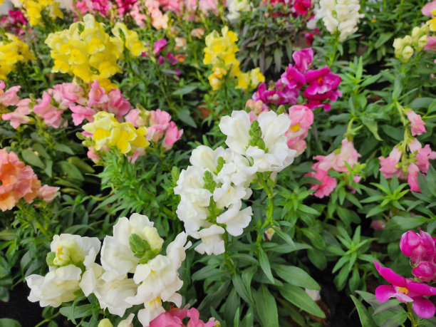 snapdragon