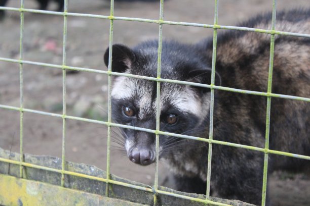 captivity