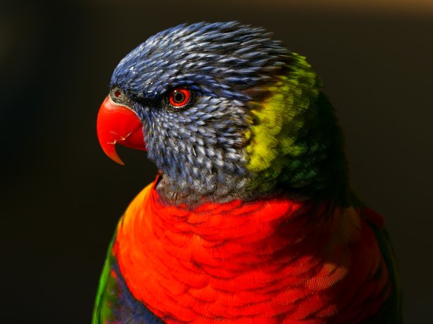 lorikeets