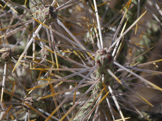 cholla