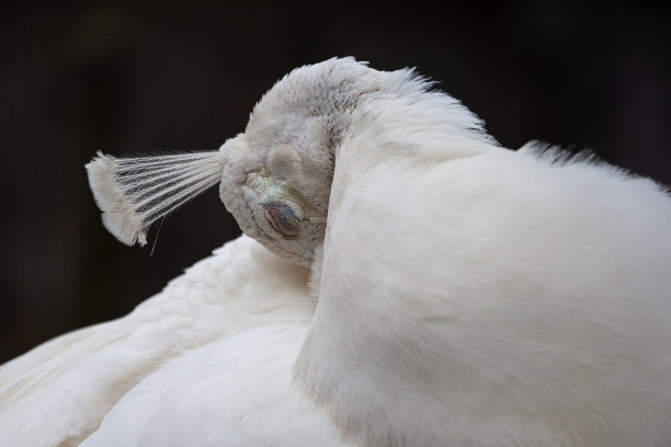 preen