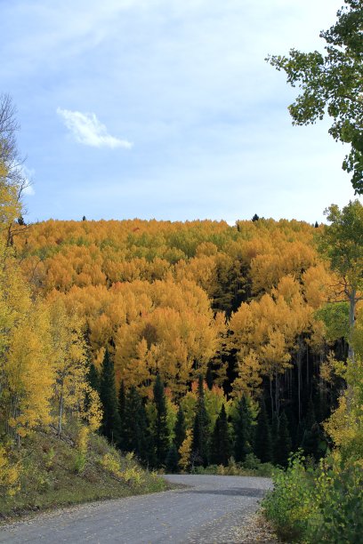 aspen