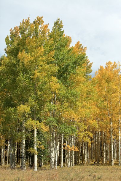 aspen