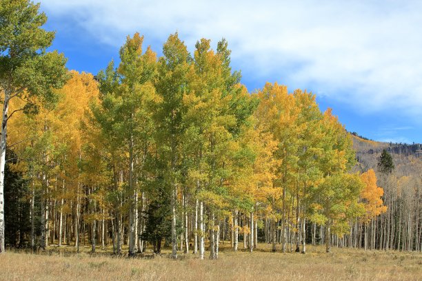 aspen