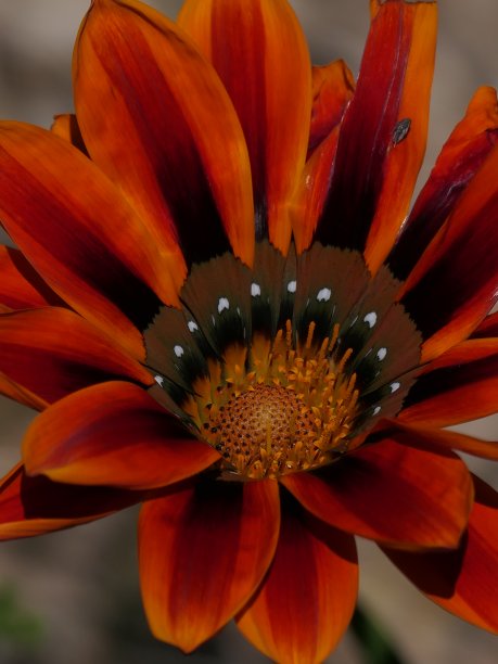 gazania
