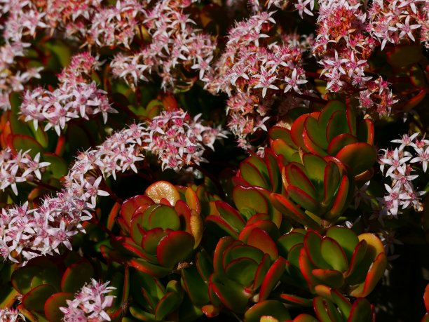 crassula