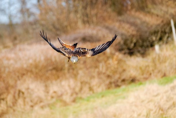 falcon