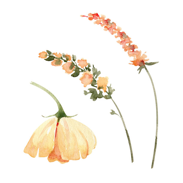 wildflower