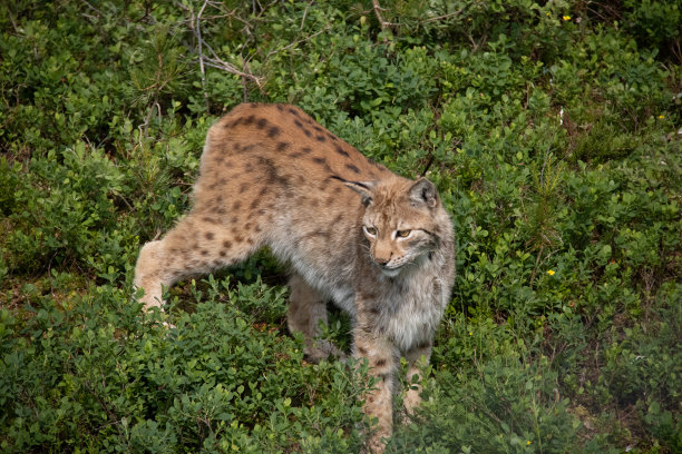 felis