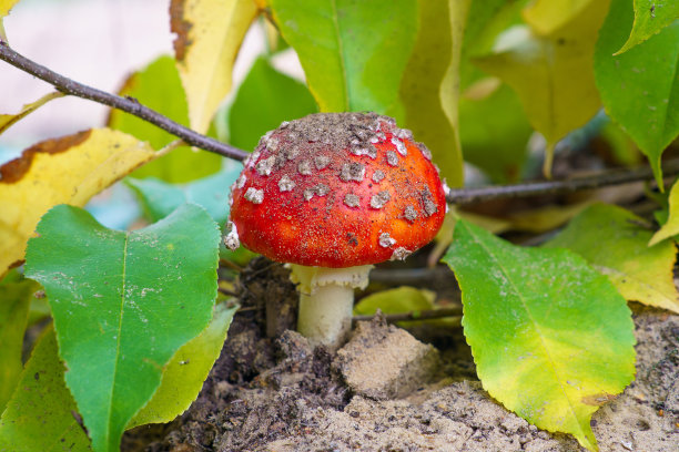 amanitaceae
