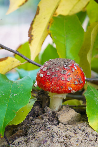amanitaceae