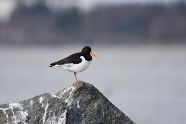 haematopus
