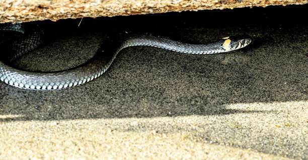 natrix
