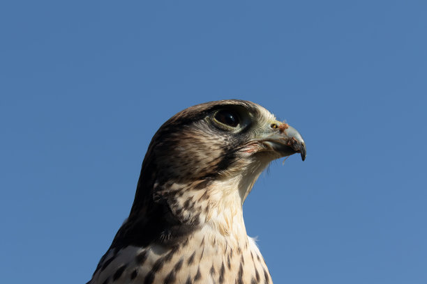 falcon