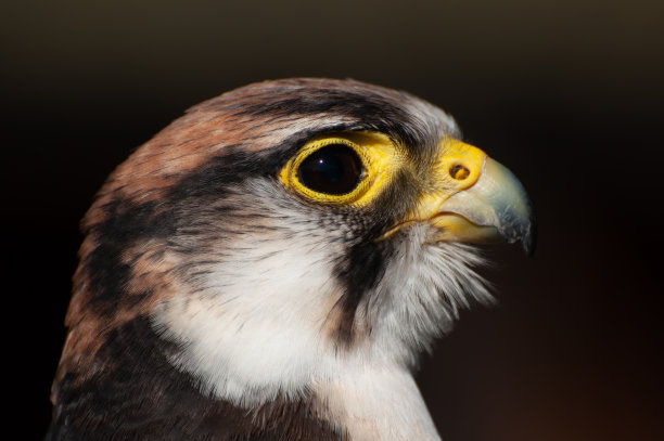 falcon