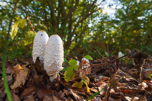 coprinus