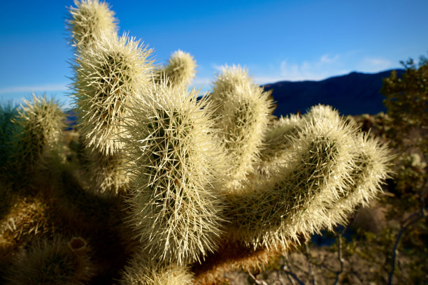 cholla