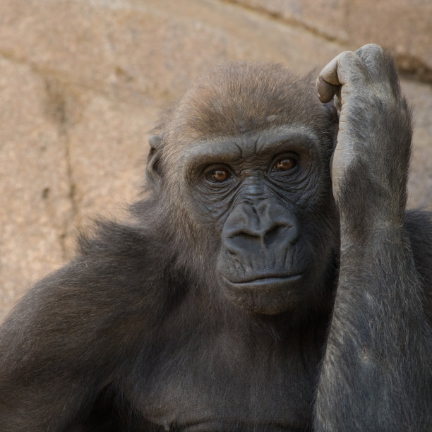 ape