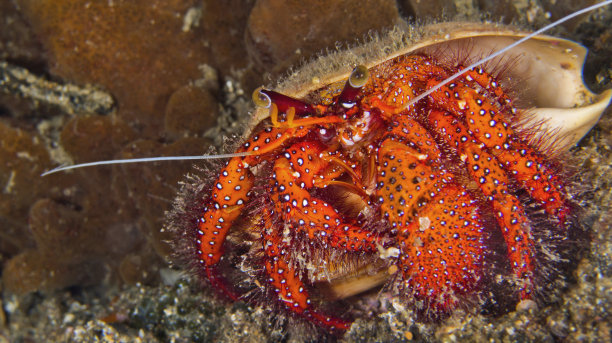 crustacean
