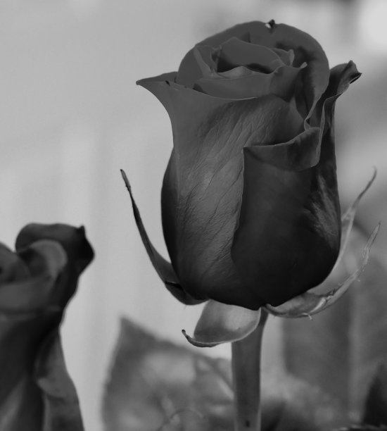 黑色玫瑰花开