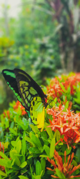 ornithoptera