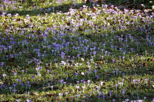 wildflowers