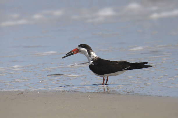 skimmer