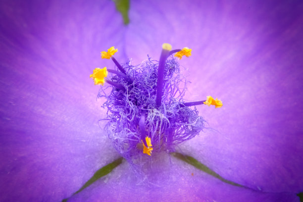 stamens