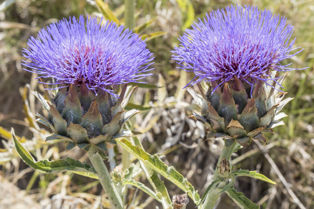 artichoke