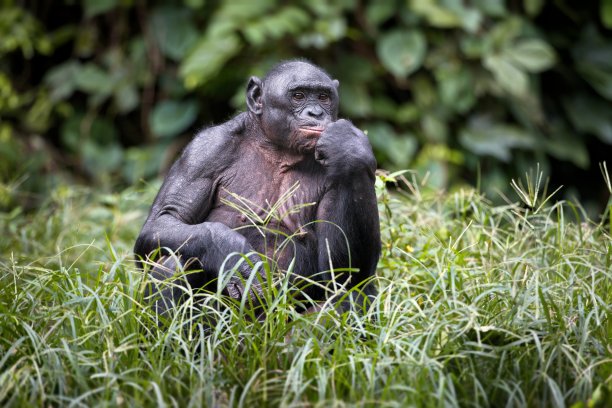 ape