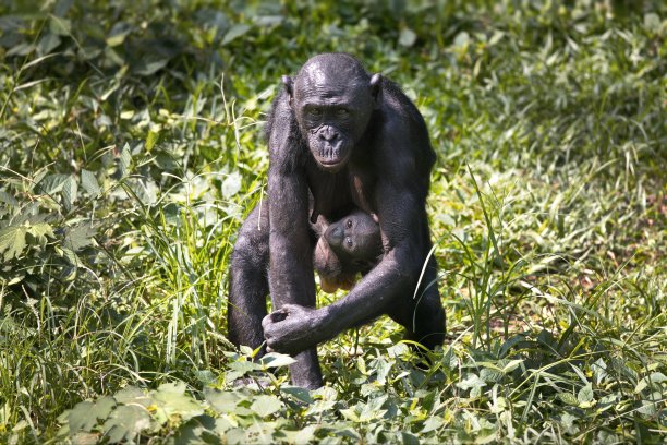 ape