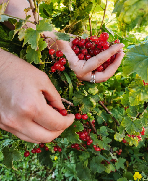 redcurrant