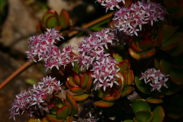crassula