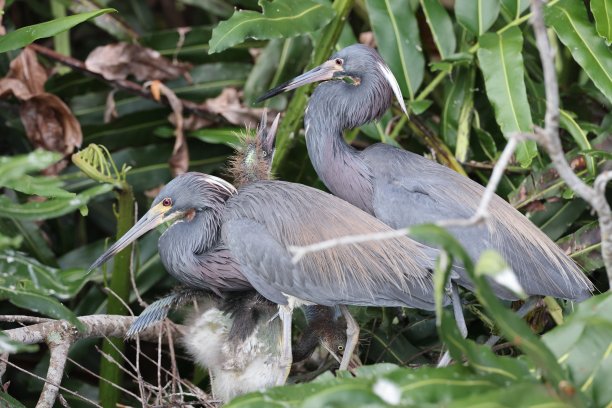 egretta