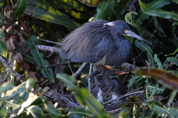egretta
