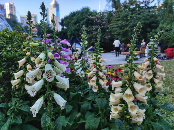 digitalis