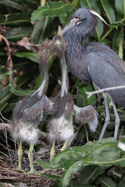 egretta