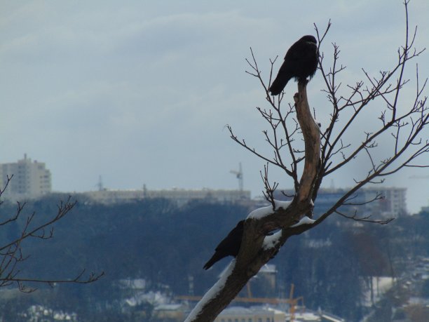 raven