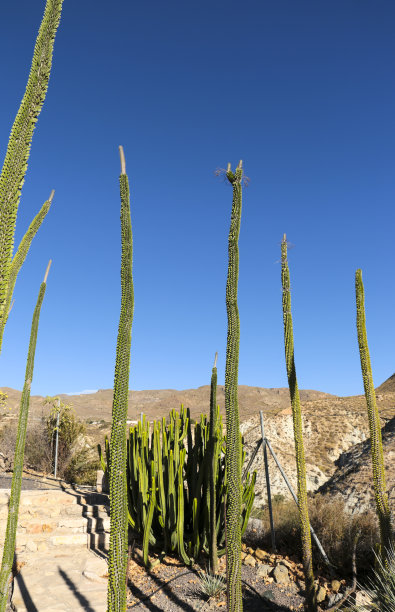 ocotillo