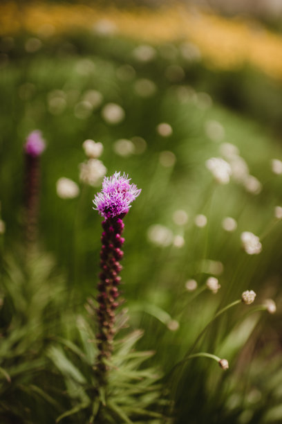 liatris