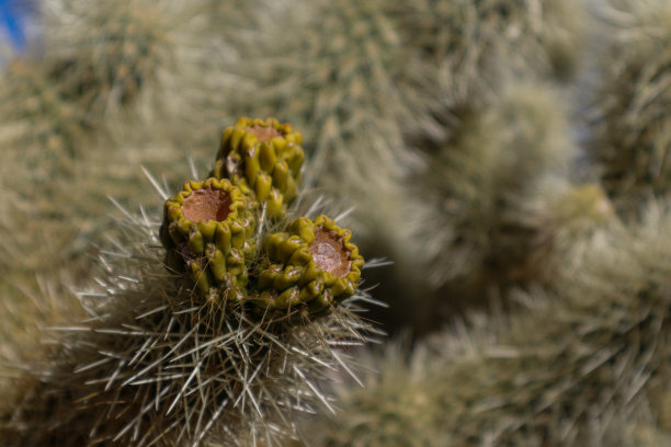 cholla