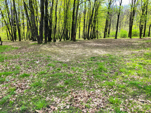 clearing