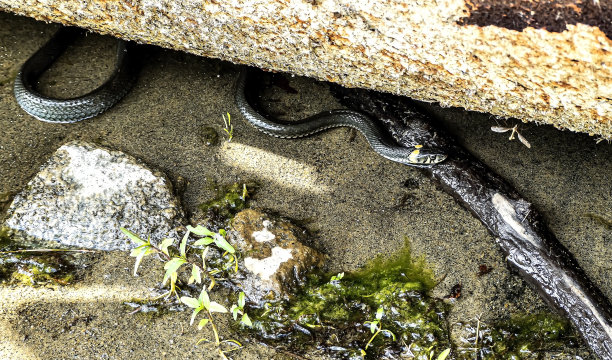 natrix