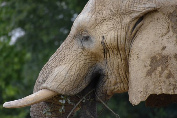 pachyderm