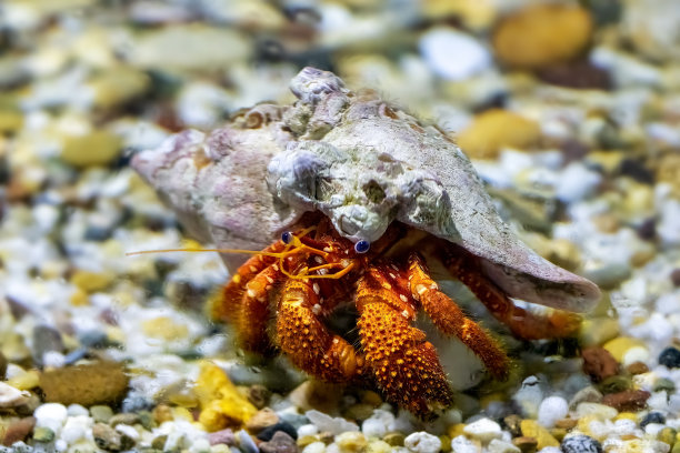 crustacean