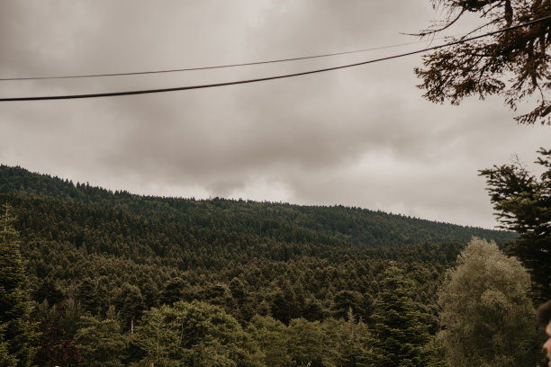 bolu