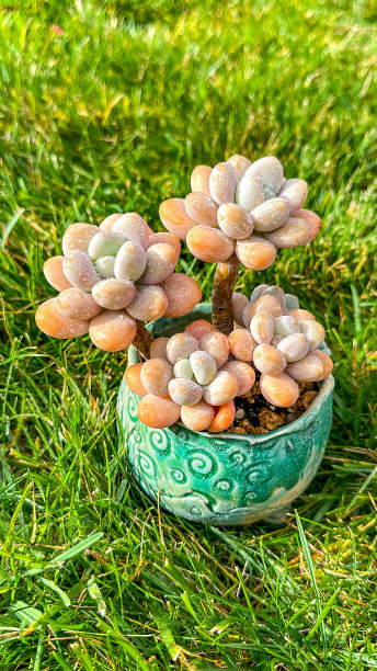 crassula