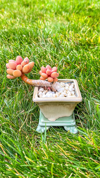 crassula