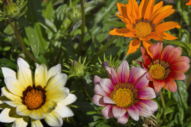 gazania