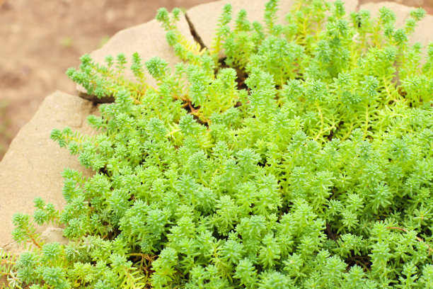 sedum